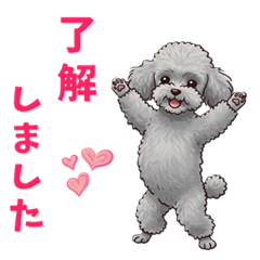 [LINEスタンプ] トイプープードル(灰)1年中使えるスタンプ