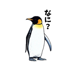 [LINEスタンプ] ペンギンちゃんの日々の画像（メイン）