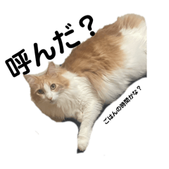 [LINEスタンプ] 実写！猫あつまれ！