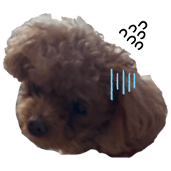 [LINEスタンプ] トイプードルのぱーるちゃん