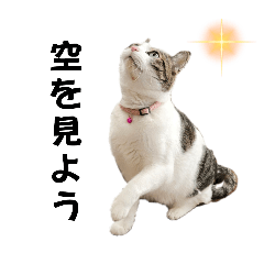 [LINEスタンプ] にゃんにゃんむすめ