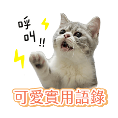 [LINEスタンプ] 豆福 ブリティッシュショートヘアの子猫