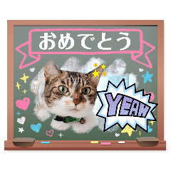 [LINEスタンプ] 卒業＆入学の読み聞かせさんと猫スタンプ2