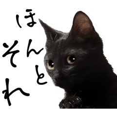 [LINEスタンプ] 猫が伝言