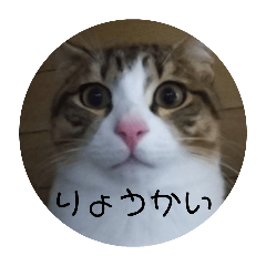 [LINEスタンプ] にゃんにゃん お得セット2