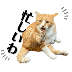 [LINEスタンプ] 関西弁っぽいさくら猫