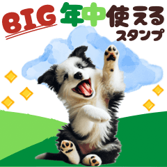 [LINEスタンプ] BIGスタンプ ボーダーコリーの子犬