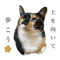 [LINEスタンプ] 猫三姉妹ちゃんのスタンプ