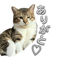 [LINEスタンプ] ニャンズのスタンプ♡