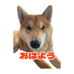 [LINEスタンプ] 柴犬コマとTOSHIファミリー コマスタンプ1