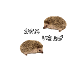 [LINEスタンプ] ハリネズミ ナッツの日常