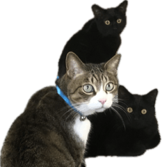 [LINEスタンプ] お猫ども