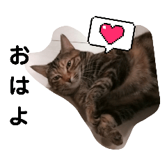 [LINEスタンプ] 切り抜き！猫レッツGoナナP編