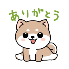 [LINEスタンプ] コロコロ豆柴さん