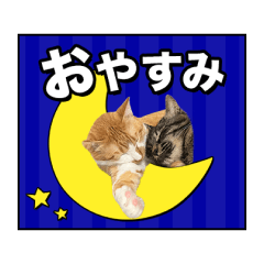 [LINEスタンプ] ろいとゆの 愛猫スタンプ①