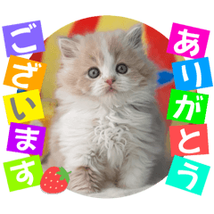 [LINEスタンプ] ねこまーち ロイヤルミルクティー君の画像（メイン）