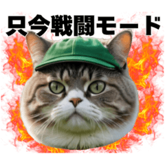 [LINEスタンプ] ゴルフLINEに使える勝気な猫