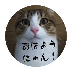 [LINEスタンプ] にゃんにゃん お得セット3