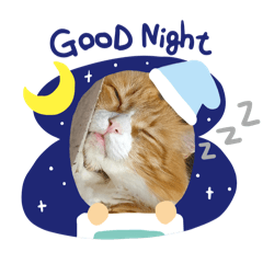 [LINEスタンプ] ニャンズワンズの日常