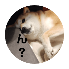 [LINEスタンプ] 柴犬トマトの日常〜ありのまま編〜の画像（メイン）