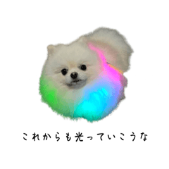 [LINEスタンプ] ポメラニアンのはんぺん 2