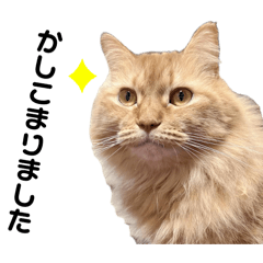 [LINEスタンプ] 猫カフェのねこ