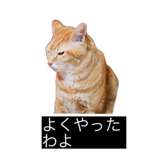 [LINEスタンプ] 虎丸の発言