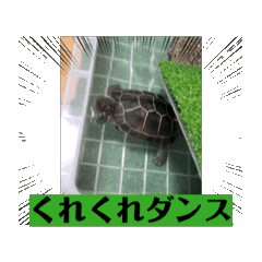 [LINEスタンプ] 亀ちゃんの日常、、、