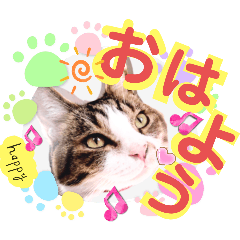 [LINEスタンプ] 日常挨拶ねこにゃ〜年間使えるスタンプです