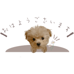 [LINEスタンプ] まるたの日常ゆるスタンプ