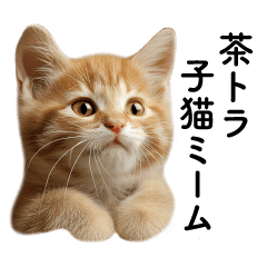 [LINEスタンプ] 茶トラ子猫ミーム(よく使うセリフ)