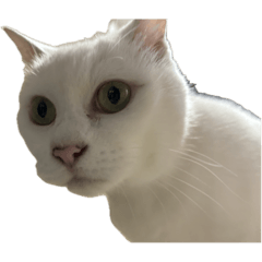[LINEスタンプ] コスモキャット・まる