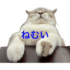 [LINEスタンプ] ハクにゃん︎︎^_^の画像（メイン）