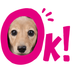 [LINEスタンプ] ミニチュアダックスの子犬のスタンプ♫