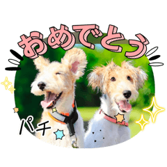 [LINEスタンプ] テリア女子だよ⭐︎もなかとあおば