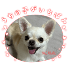 [LINEスタンプ] サダハルです
