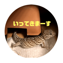 [LINEスタンプ] 爬虫類好き過ぎて