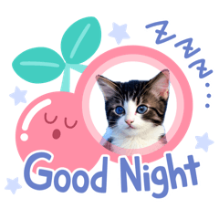 [LINEスタンプ] 可愛い子猫の日常-4