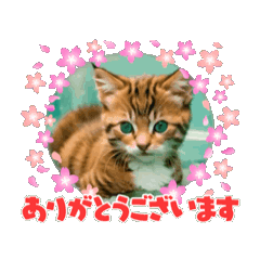 [LINEスタンプ] 子猫がニューヨーク〜入浴