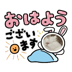 [LINEスタンプ] スコティッシュフォールド【猫】おはよう編