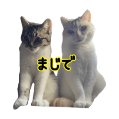 [LINEスタンプ] ジジまめ