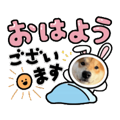 [LINEスタンプ] 柴犬コマとTOSHIファミリー コマスタンプ②