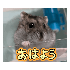 [LINEスタンプ] ちょこちゃん(ジャンガリアンハムスター)