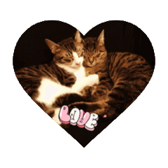 [LINEスタンプ] Love ❤️ cat！