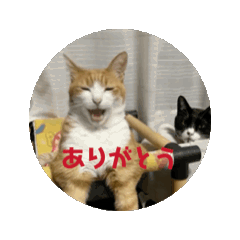 [LINEスタンプ] 雪音と日和の猫スタンプ