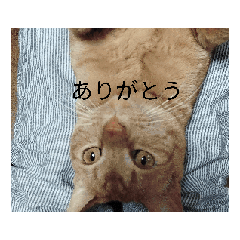 [LINEスタンプ] くろまる猫