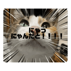 [LINEスタンプ] 【動く】三毛猫みろくのスタンプの画像（メイン）