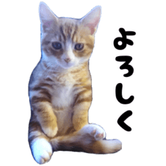 [LINEスタンプ] ねこ写真（万吉とうに）