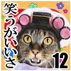 [LINEスタンプ] リアルキジトラ❤笑える猫写真12