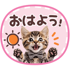 [LINEスタンプ] 気持ちを伝える♡ねこスタンプの画像（メイン）